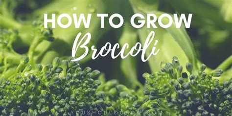 Growing Broccoli Tricks To Grow Big Broccoli Heads You
