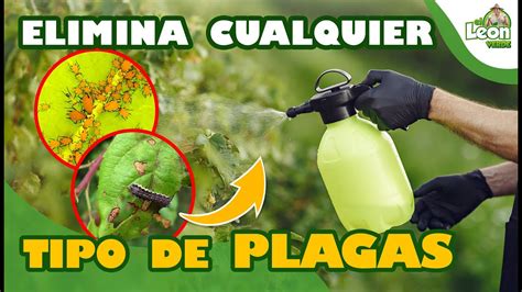 Olv Date De Las Plagas Insecticida Casero Jab N Ajo Y Aj Youtube
