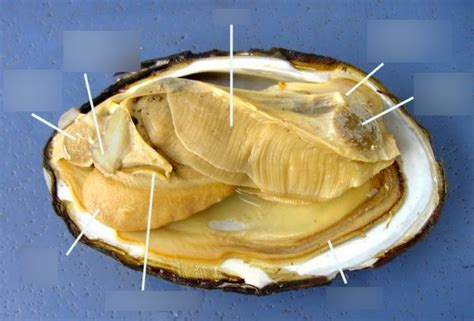 Freshwater Mussel Dissection Pt 1 Diagram Quizlet