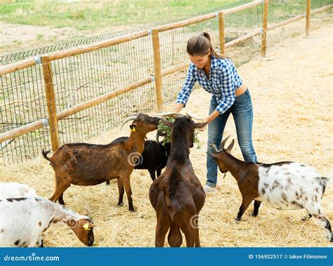 Woman Feeding Goats Stock Image Image Of Breeding Fresh 156922517