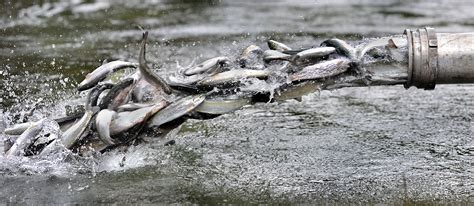 Warm Water Killing Half Of Columbia River Sockeye Salmon
