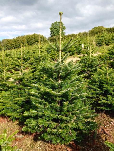 Nordmann Fir The Natural Christmas Tree Co