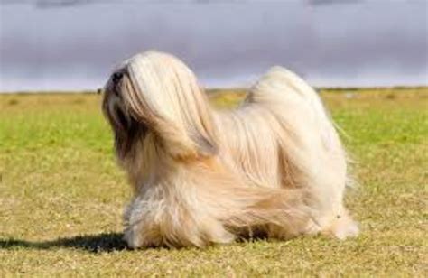 Lhasa Apso Dog Breed Information Images Characteristics Health