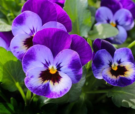 Flower Meanings Meaning Of The Pansy On Whats Your Sign