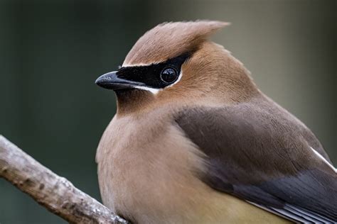 Cedar Waxwing High Res Close Up In The Backyard Dgangle Flickr