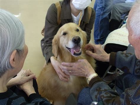 9 Reasons Why Everyone Loves A Golden Retriever Sonderlives