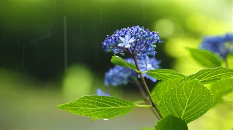 Hydrangea1 Bing Wallpaper Download