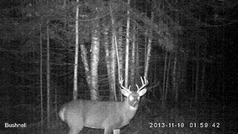 Ten Point Buck On Trail Camera In Northern Michigan 2013 Youtube