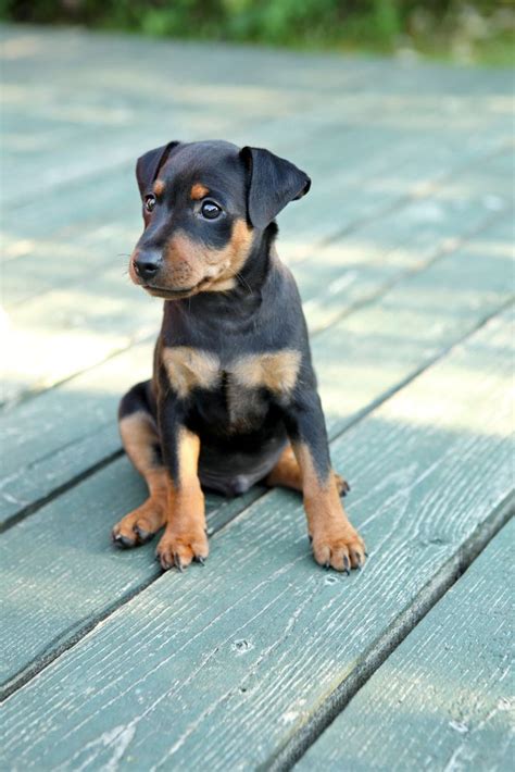 doberman pinscher puppy httpwwwlocalpuppybreederscomdoberman pinscher dog breed