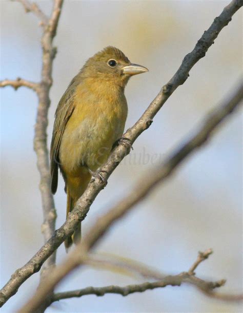 Summer Tanager A Female At Wehr Nature Center Milwaukee County