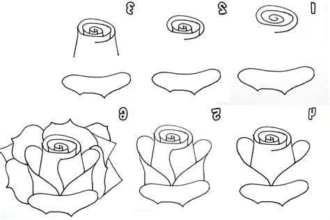 How To Draw An Open Rose Step By Step Easy This Is An Easy Rose For