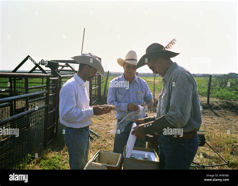 Working Cowboys On A Ranch In The Texas Panhandle At The Cattle Scales