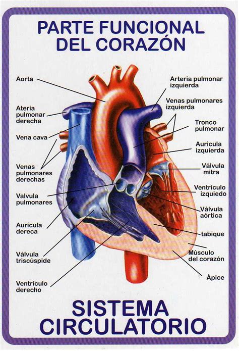 Atlas De Anatom A Humana Sistema Circulatorio Parte Funcional Del