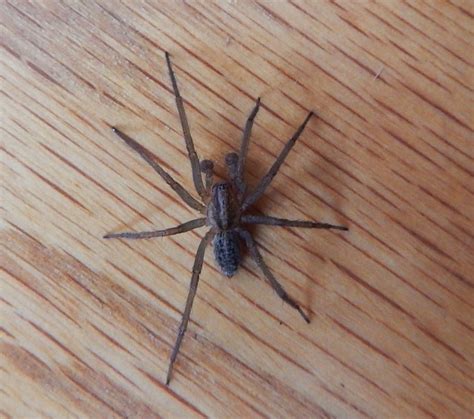 U S Poisonous Spiders Black Widow Brown Recluse Hobo Dengarden