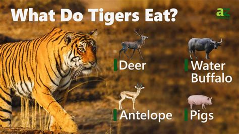 What Do Tigers Eat Imp World