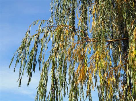 Weeping Willow Autumn Stock Image Image Of Green Sunlight 146971493