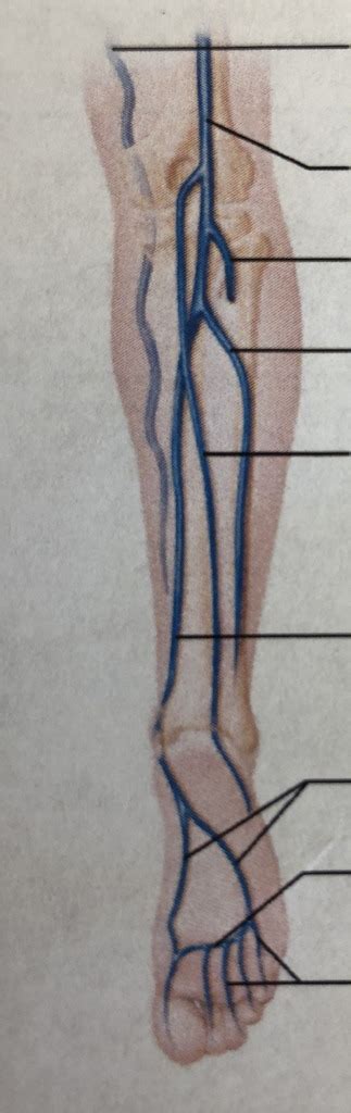Lower Extremity Veins Part 2 Diagram Quizlet