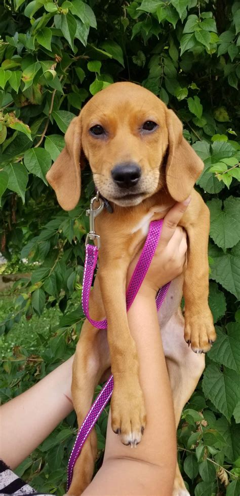 Find a redbone coonhound puppy from reputable breeders near you and nationwide. Coonhound Puppies For Sale | Maryville, TN #301526