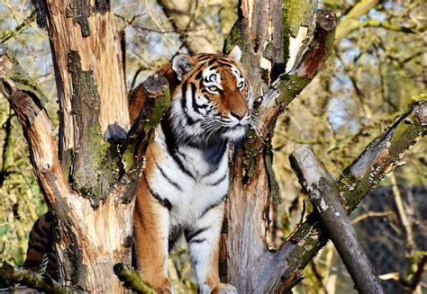 Kostenloses Foto Tiger Raubkatze Raubtier Kostenloses Bild Auf