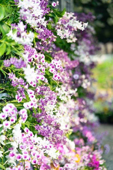 Various Purple Flowers In The Garden Stock Photo Image Of Beauty