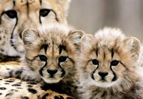 Cute Baby Cheetah Cubs We Need Fun