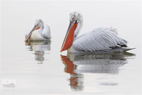 Lake Kerkini And Dalmatian Pelicans Greece