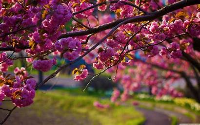 Spring Flowers Nature Downloads Resolution Flower Season
