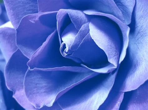 Blue Rose Color Changed Tanakawho Flickr