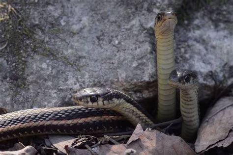 Thousands Of Snakes Come Out Of Hibernation In Canada 12 Pics