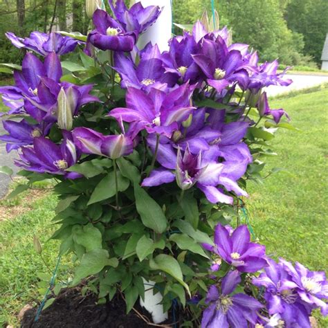 Perennial climbing flowers for shade. Perennial. Climbing clematis vine. Happiest with cool ...