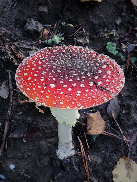 Amanita Muscaria R Mycoporn