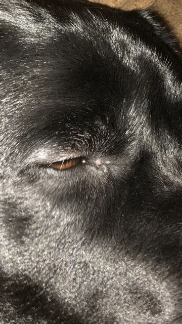 Dog Has Bump On Eyelid