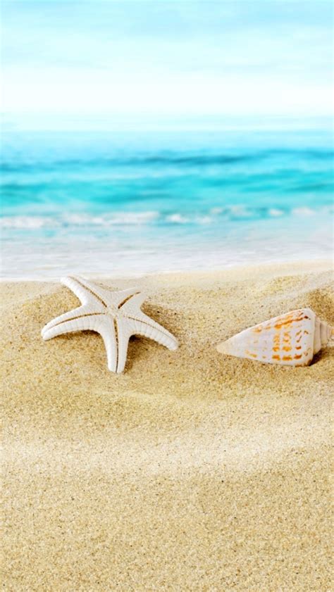 Free Download Seashells On Sand Beach Wallpaper For Widescreen Desktop