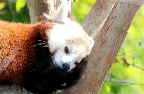 A Photo A Thought Fauna Red Panda At San Diego Zoo
