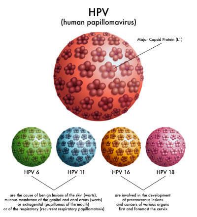 How To Recognize HPV In Men Human Papillomavirus Gay Life After 40 Com