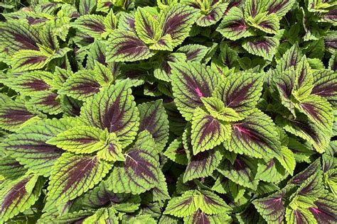 Sun Coleus Plants At Georgetown Harbor On 3000 K St Nw Was Flickr