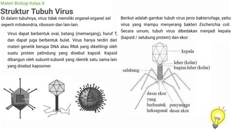 Struktur Tubuh Virus Biologi X Sma Youtube