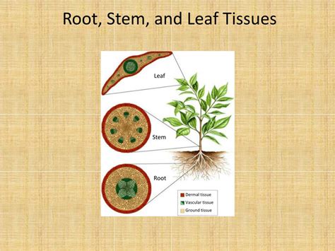 Ppt Roots Stems And Leaves Powerpoint Presentation Free Download