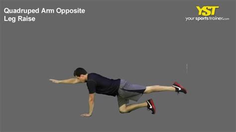 Quadruped Arm Opposite Leg Raise Exercise Youtube
