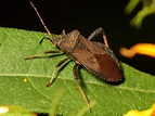 Leaf-Footed Bugs - North American Insects & Spiders