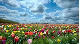 Field Of Flowers Images