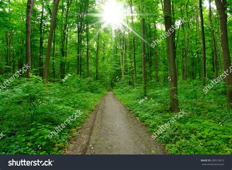 Path In Spring Green Forest Stock Photo 200519615 Shutterstock