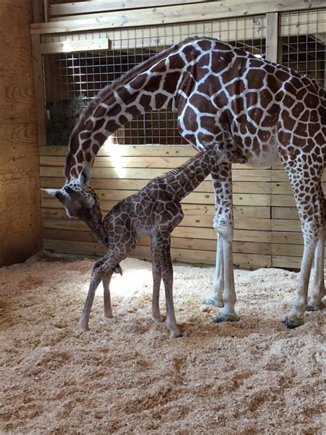 April The Giraffe Had A Baby Boy Now You Can Vote On His Name Care