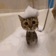 Soggy Cat Cat GIF Soggy Cat Cat Bath 探索與分享 GIF