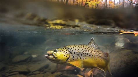 Hd Fly Fishing Wallpaper 68 Images