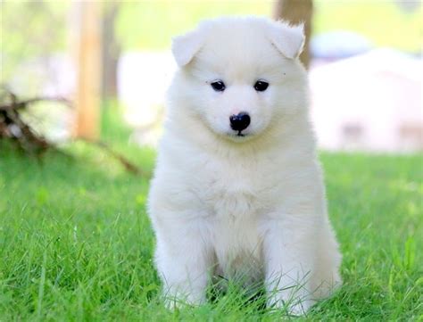 Samoyed Puppies For Sale 352 360 Boston Ma 287196