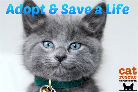 Adopt A Cat Cat Rescue Christchurch Charitable Trust