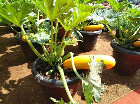 14 Awesome Steps To Grow Zucchini In A 5 Gallon Bucket Gardening Mentor