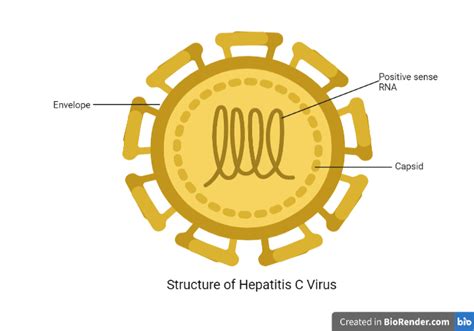 Hepatitis C Virus Structure Pathogenesis And Diagnosis Microbe Online