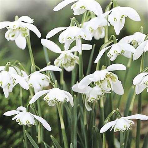 Snowdrops In The Green Twinpack 75 Bulbs Yougarden